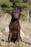 LABRADOR 622
